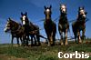 10929090.jpg