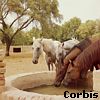 horse1.jpg