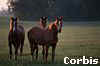 horse nrf.jpg